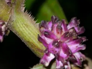 ���ʻ��Ĺ�Ч ���ʻ�����·��Ⱦ