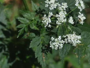 ���װ��۵Ĺ�Ч ���װ���������