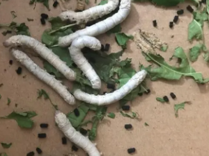 ����ɢ�Ĺ�Ч ����ɢ���ڸ�����Ϊʭ֢