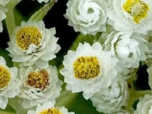 �ᾥ����Ĺ�Ч �ᾥ�����η纮��ð