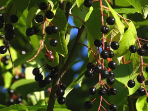 ����Ĺ�Ч ����ֹк���θ�к