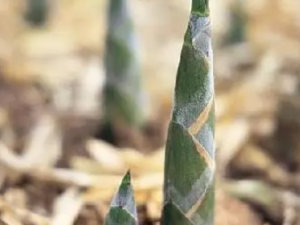 ����Ĺ�Ч �����θ�ˮ����