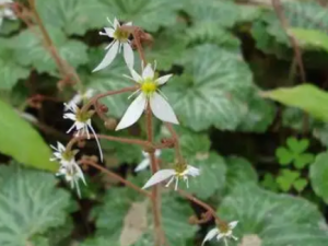 ���������Ĺ�Ч �������������˺�����