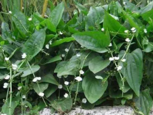 ����к�Ĺ�Ч ����к��С������ɬʹ