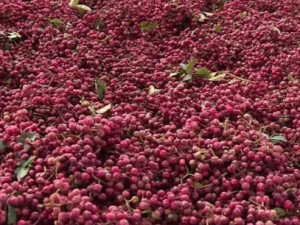 ������Ĺ�Ч ����������ʳ����