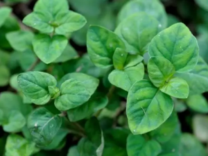 ��ɽ�ٵĹ�Ч ��ɽ�ٿ�������Ʀ������֮��