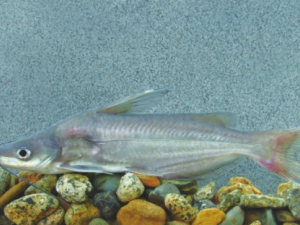 ����������ʲô ����������ʳ������Щ