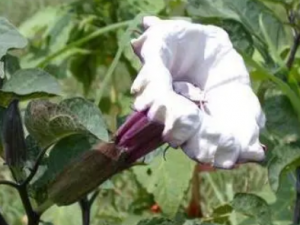 ���ѻ��Ĺ�Ч ���ѻ����δ�����һ����ʹ