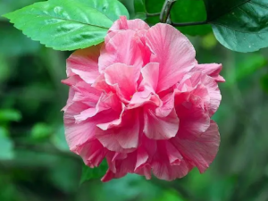 ܽ�ػ��Ĺ�Ч ܽ�ػ��������Ѫ