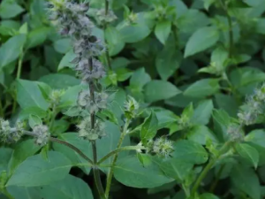 �������յĹ�Ч ����������һ�з���