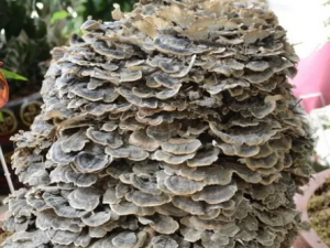 ��֥�Ĺ�Ч ��֥�����Ի�Ը���