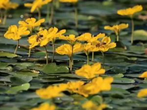 ����Ĺ�Ч ���������ȥ����