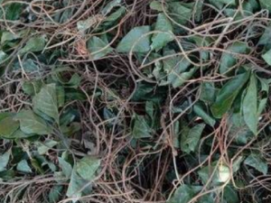 ���ز�Ĺ�Ч ���ز����λ�̵ֹ��