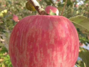 ƻ������ɫ��ͬ��Ч��ͬ ƻ�������Ч