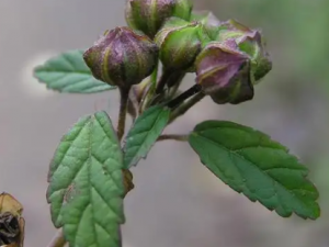 ʲôȽⶾ ļȲ˵ĺô