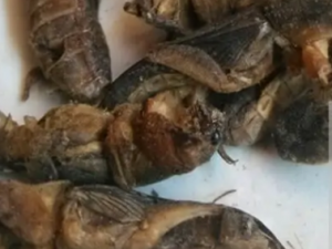 ��ˮɢ�Ĺ�Ч ��ˮɢ���渡ˮ��