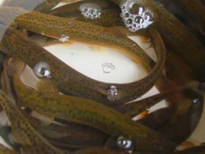 ����Ҫ�����ĺô� ���ڳ���Ҫע����Щ����