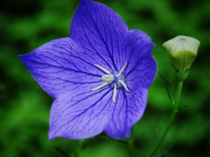 �۹��Ĺ�Ч �۹���������