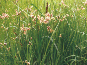 ������Ĺ�Ч ����������֢��Ʀ��