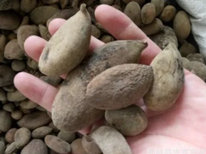 �屶�ӵĹ�Ч �屶�ӿ�������