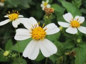 ��Ѫ�������׵�����ҩ������Щ