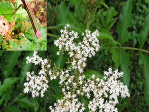 ���ŵ��Ĺ�Ч ���ŵ�����������