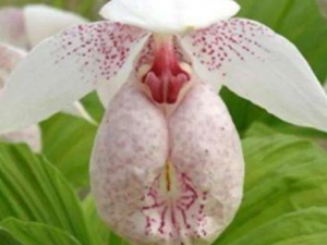 �������Ĺ�Ч ���������ο���