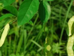 �����ٵĹ�Ч �������������Թؽ���