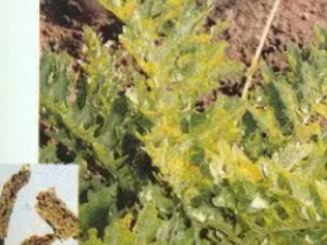 ��ʥɢ�Ĺ�Ч ��ʥɢ���ǽ���ʹ