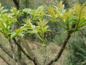 ʳ���ǿ������������� ʳ������Щ��Ч