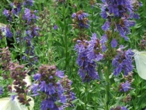 ����ݵĹ�Ч �����