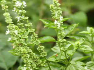 �㻨�����յĹ�Ч �㻨�����տ����Ƶ�������