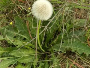 �ѹ�Ӣ��Ĺ�Ч����������Щ ���ѹ�Ӣ��ĺô�