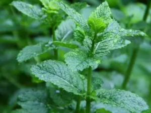 �𻨺ͱ��������ݲ�� ���ݲ�Ľ���