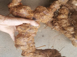 ���������ʳ�� �����ߵĹ�Ч����