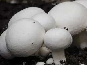 ˫�߹���Ӫ�� ˫�߹���ʳ�ý���