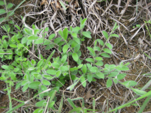 ��ë���Ĺ�Ч ��ë������֢��