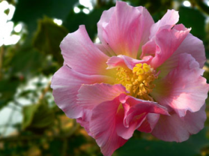 ��Ҷܽ�صĹ�Ч ��Ҷܽ�����ȶ�������