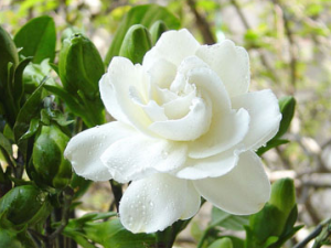 ˮ��֦�Ĺ�Ч ˮ��֦��������