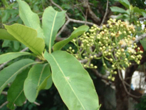 ˮ�̻��Ĺ�Ч ˮ�̻�����Ӹ