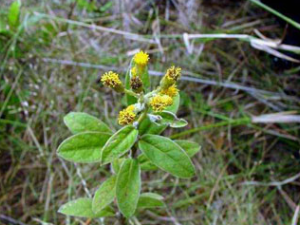ɽ���ƵĹ�Ч ɽ����