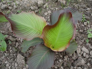 ��צ��Ĺ�Ч ��צ��ȥ��ʪ��