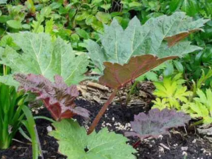 ��ƵĹ�Ч �����������ʪ�Ȼ���