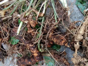 ����ߵĹ�Ч ������ι�������