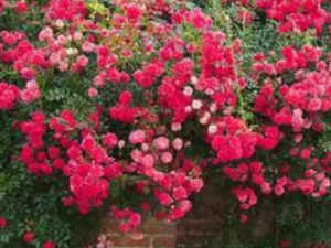 ��ľ��Ĺ�Ч ��ľ�������͸�ʹ