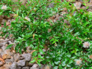 ˮ��÷���Ĺ�Ч ˮ��÷���ε�������