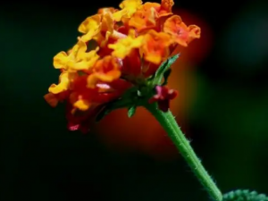 ��ɫ÷����Щ��Ч ��ɫ÷�ε���Ť��