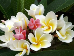 �������Ĺ�Ч ��������ʪ������