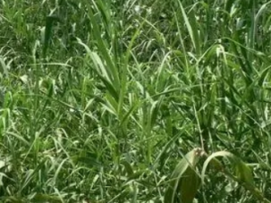 ˮ«ݶ���Ĺ�Ч ˮ«ݶ���δ���֢����