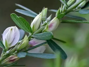 ҹ���ŵĹ�Ч ҹ�������ƶ���ҧ��